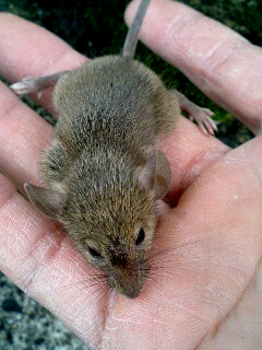 mouse1.jpg