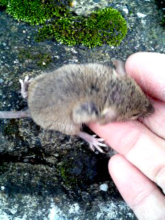 mouse2.jpg