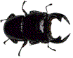 kku.gif