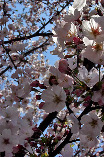 sakura.jpg